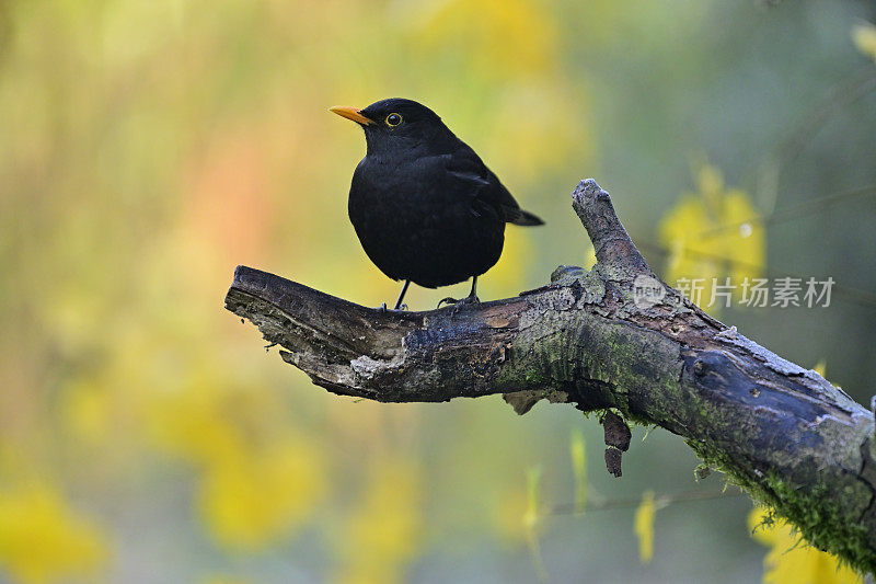 黑鸟(Turdus merula)